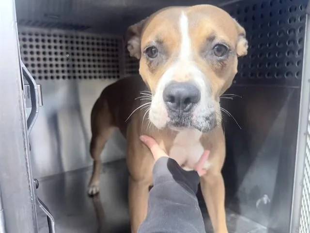 A young large-sized female Pit Bull Terrier dog named Bella for adoption in Phoenix, AZ