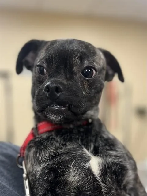 A young small-sized male Pug dog named Phineas for adoption in Aliquippa, PA