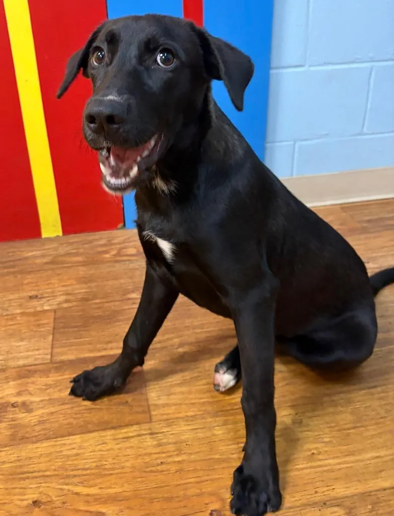 A young medium-sized female Mixed Breed dog named Iris for adoption in Ocala, FL