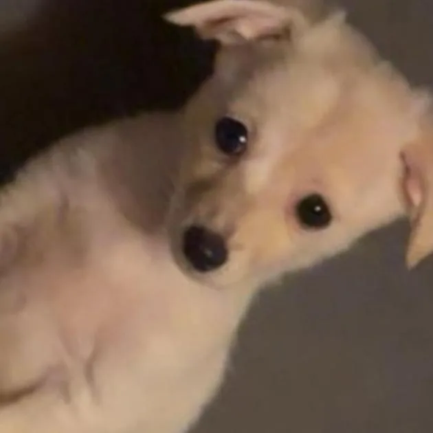 A baby small-sized female White / Cream Pomeranian dog named Macchiato for adoption in West Plains, MO