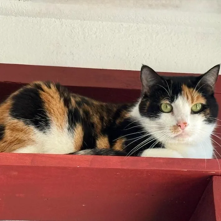 An adult medium-sized female Calico Domestic Short Hair cat named Scooter for adoption in Greensburg, PA