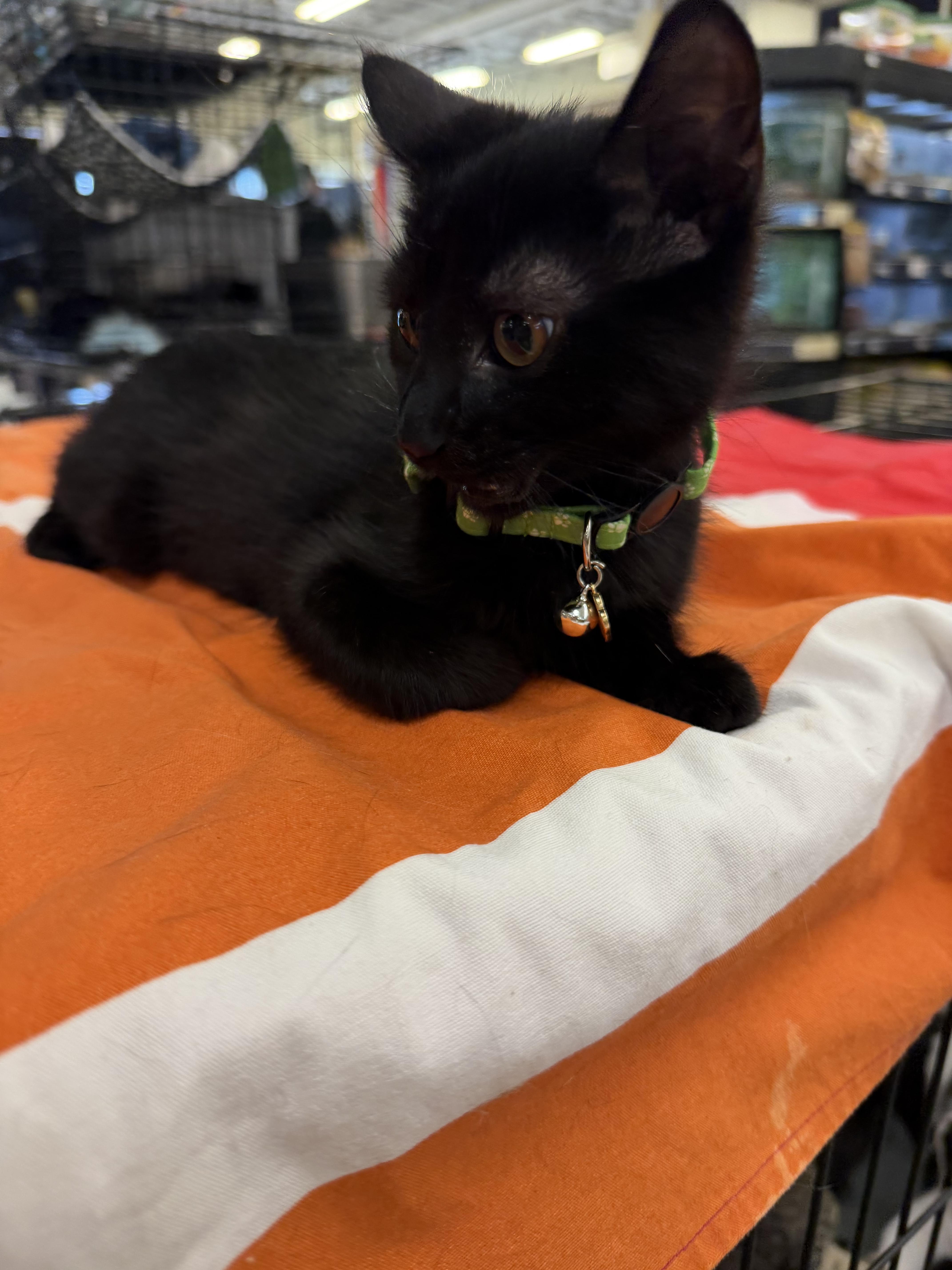 A baby small-sized male Black Domestic Short Hair cat named Bean for adoption in Syosset, NY