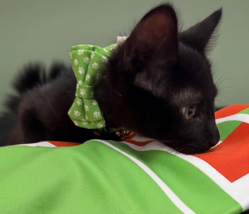Bean thumbnail 3