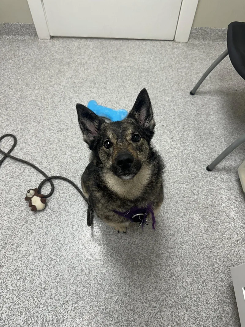 An adult medium-sized female Norwegian Elkhound dog named Rue for adoption in Lancaster, PA