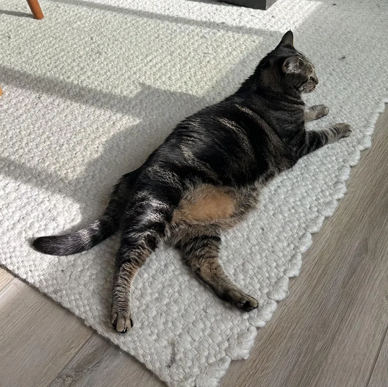 An adult large-sized female Tabby (Brown / Chocolate) Tabby cat named Angel for adoption in Laguna Beach, CA