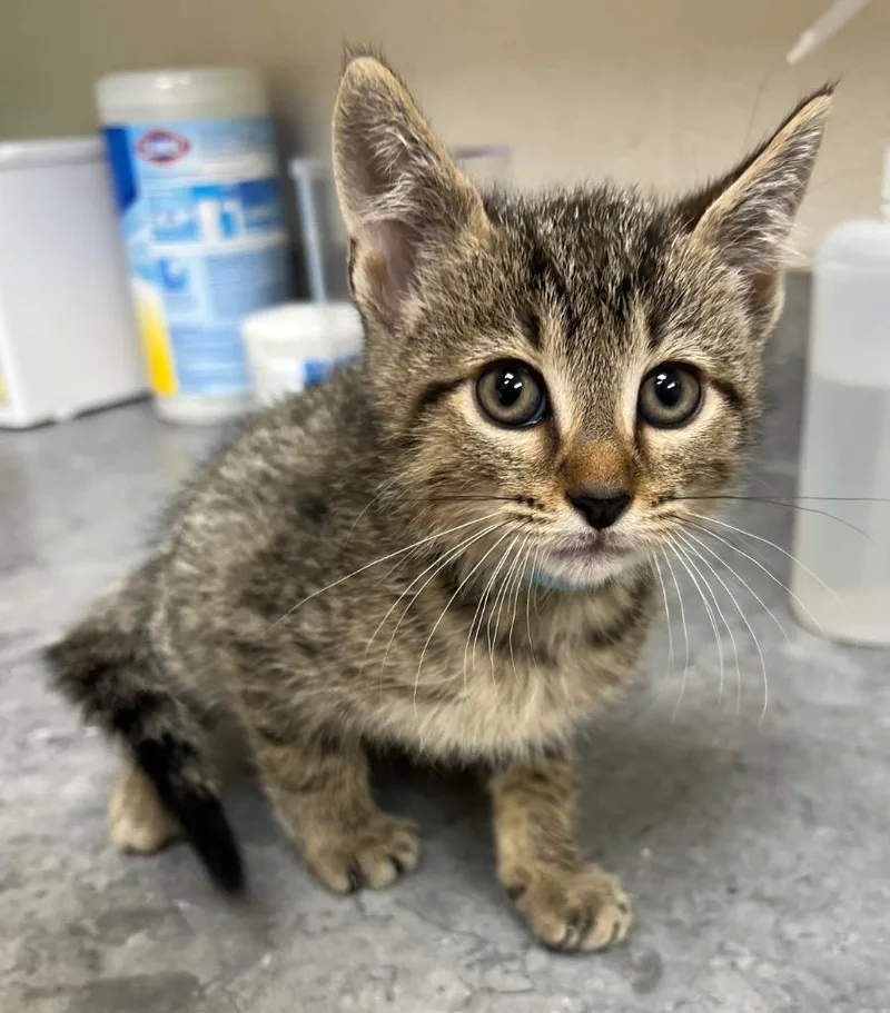 A baby medium-sized male Domestic Short Hair cat named Uriel for adoption in Greeneville, TN