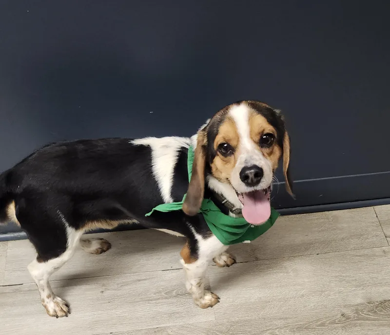 Willie Nelson thumbnail 2