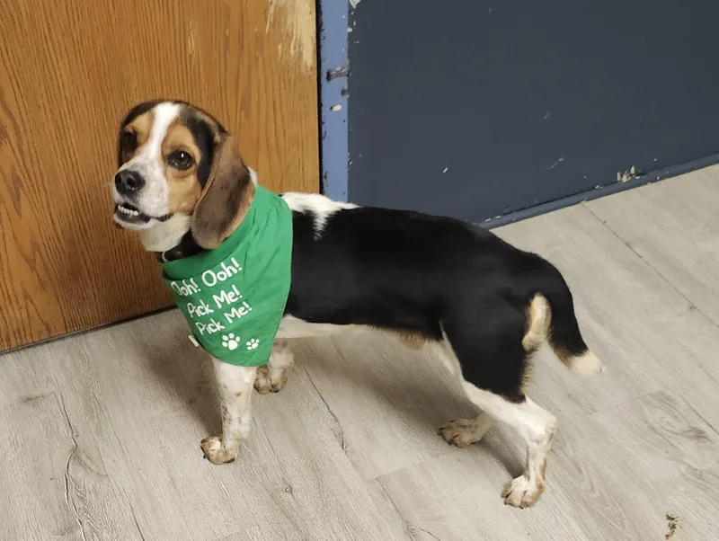 Willie Nelson thumbnail 3