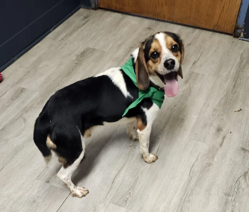 Willie Nelson thumbnail 4