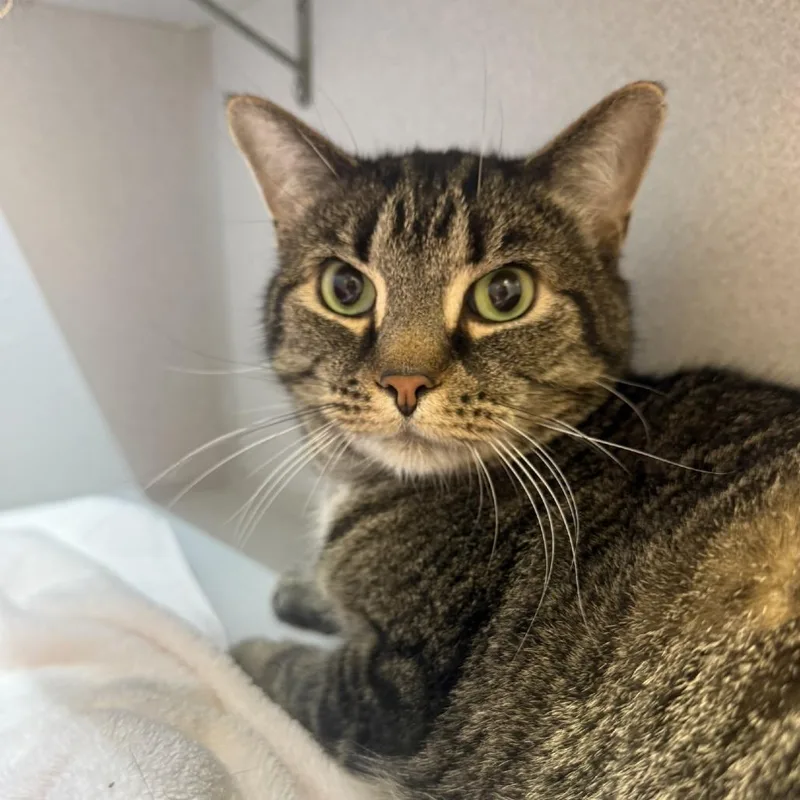 A senior large-sized male Brown / Chocolate Domestic Short Hair cat named Shadow for adoption in Pittsburgh, PA