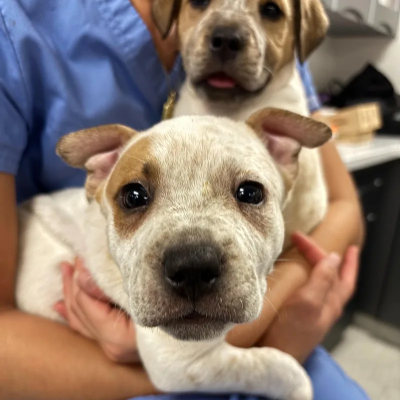 A baby medium-sized female White / Cream Australian Cattle Dog / Blue Heeler dog named Chelsea for adoption in Pflugerville, TX