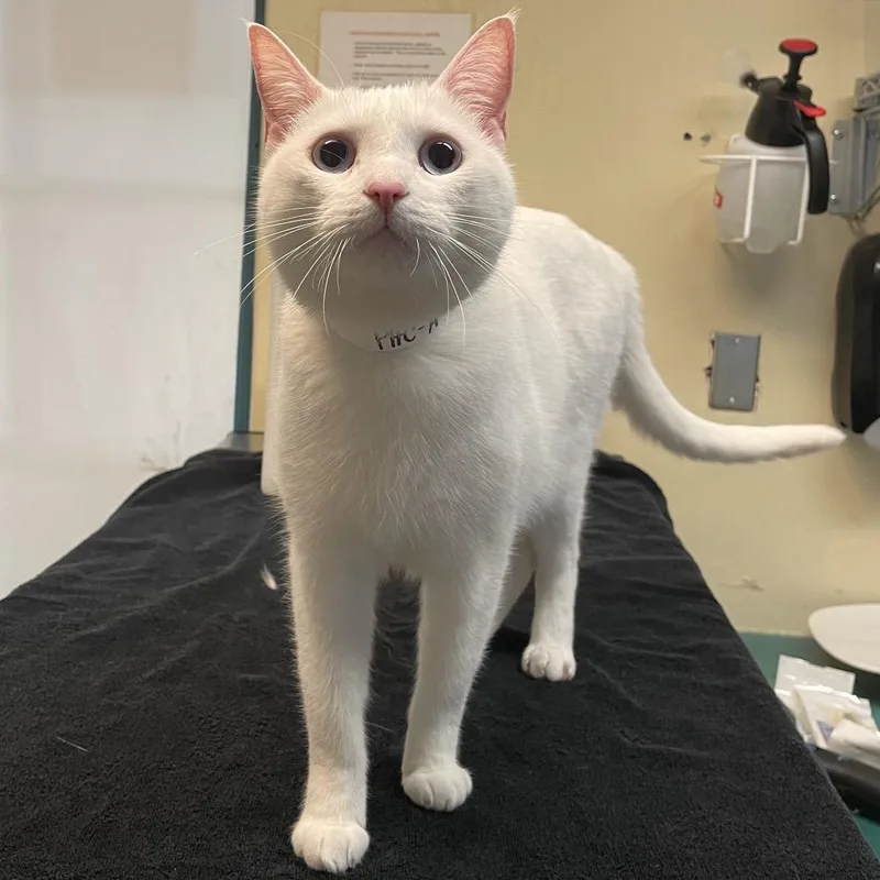 An adult medium-sized female White Domestic Short Hair cat named Coco for adoption in Pasadena, CA