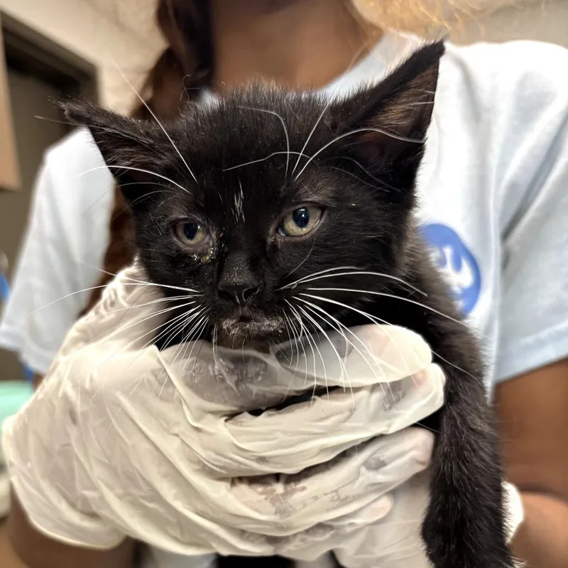 A baby small-sized male Black Domestic Short Hair cat named Mr. Crabs for adoption in Cleveland, MS