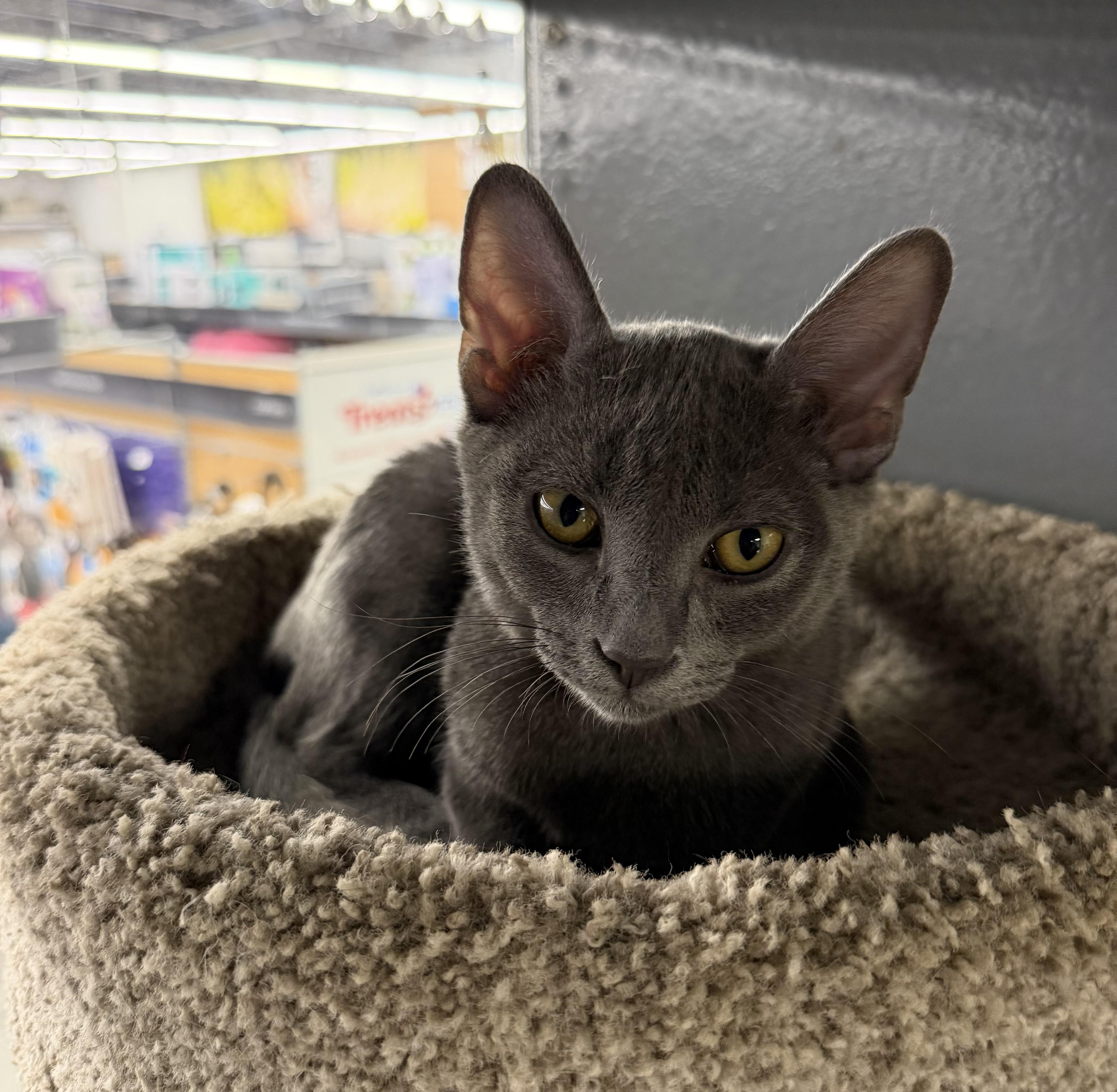 A baby small-sized male Gray / Blue / Silver Russian Blue cat named Dungeon Riley Fuzzel for adoption in Spring, TX
