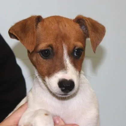 A baby small-sized male Chihuahua dog named Mustard for adoption in Elk Grove Village, IL