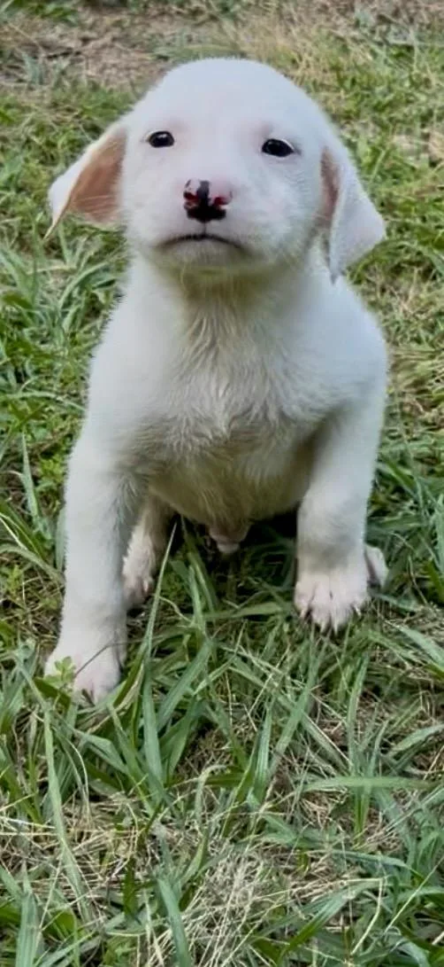Bolt thumbnail 3