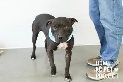 An adult large-sized male Black Pit Bull Terrier dog named Lionel for adoption in Kansas City, MO