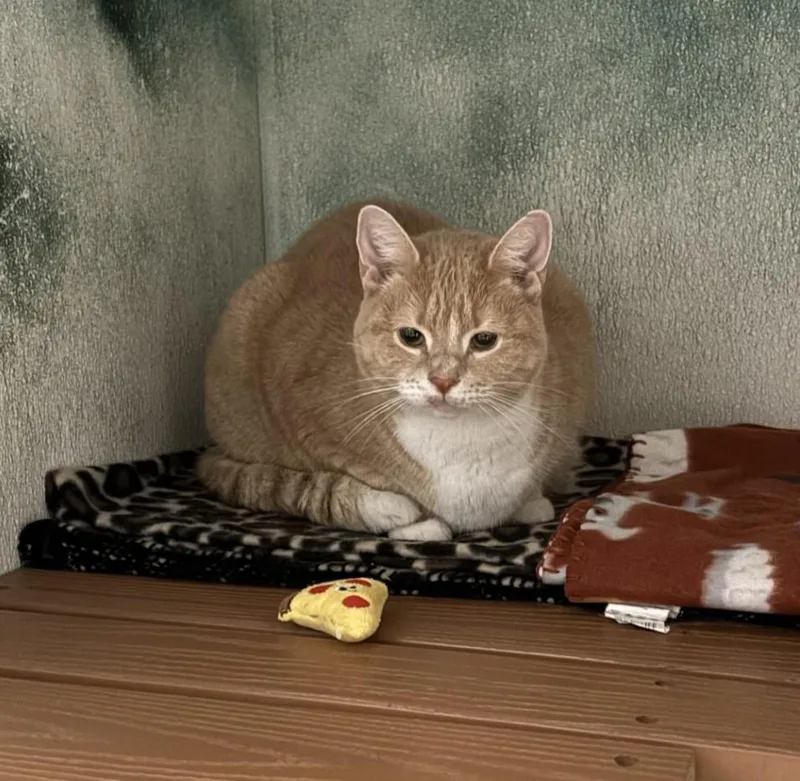 Penelope thumbnail 2