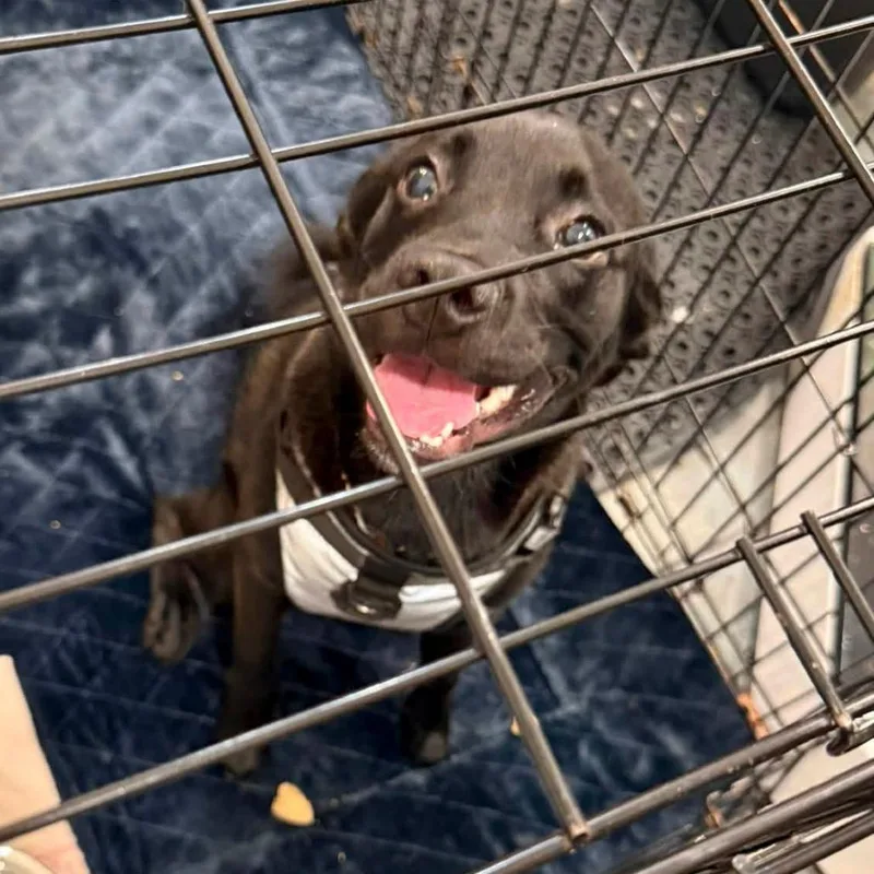 A baby medium-sized male Brown / Chocolate Pug dog named Dot for adoption in Long Island City, NY