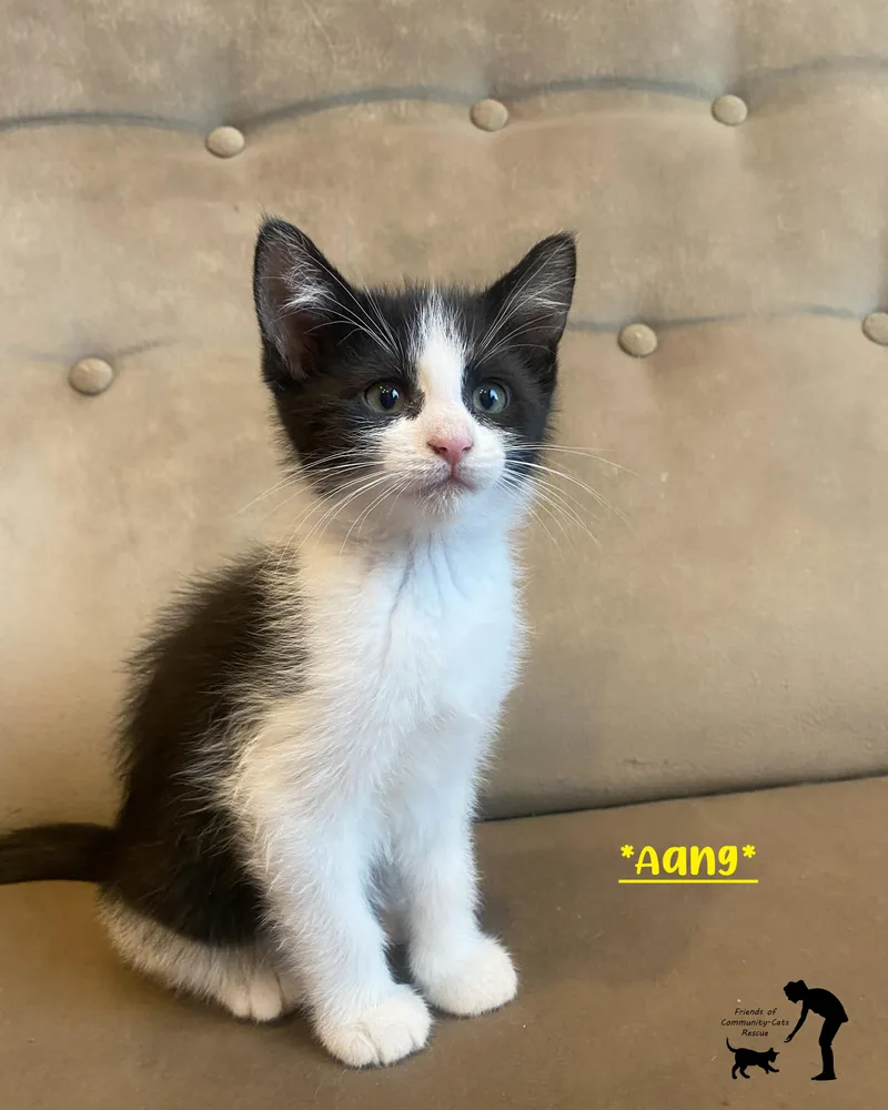 A baby medium-sized male Black & White / Tuxedo Domestic Short Hair cat named Aang for adoption in Centerville, UT