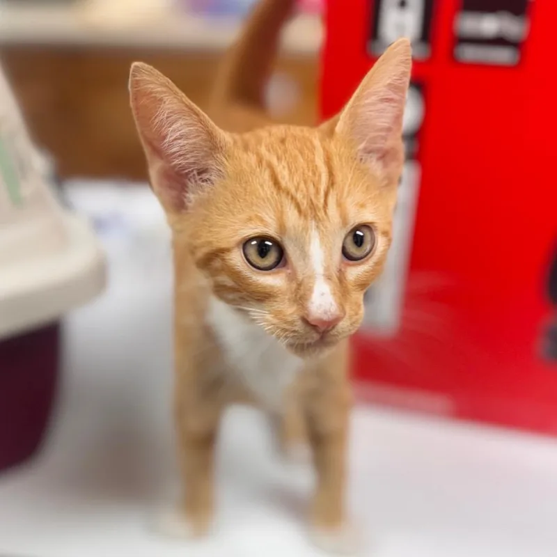 A baby small-sized male Orange / Red Domestic Short Hair cat named Elwood for adoption in Starkville, MS