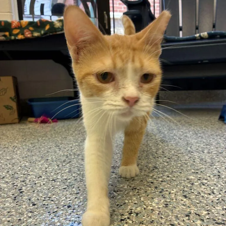 An adult medium-sized male Orange / Red Domestic Short Hair cat named Mango for adoption in Dayton, OH