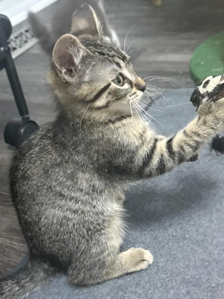 A baby medium-sized female Tabby (Brown / Chocolate) Domestic Short Hair cat named Betty for adoption in Clinton Township, MI