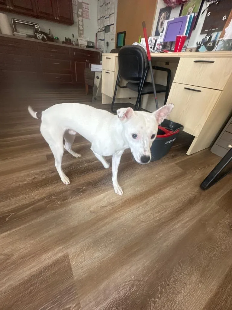 A baby small-sized male Jack Russell Terrier dog named Colby for adoption in Pine Grove, PA