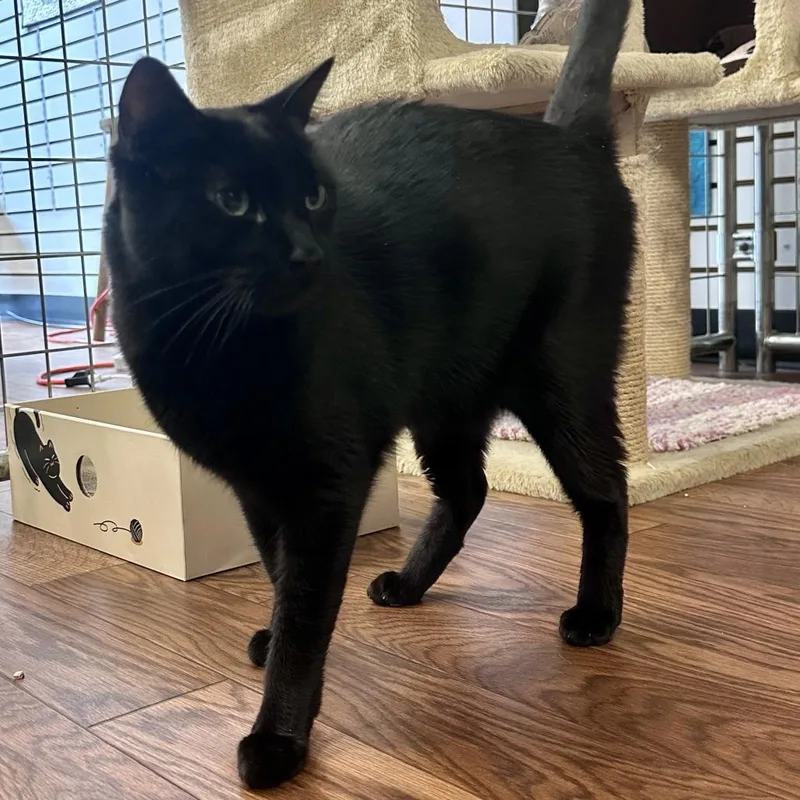 An adult large-sized male Black Domestic Short Hair cat named Floki for adoption in Saratoga Springs, NY