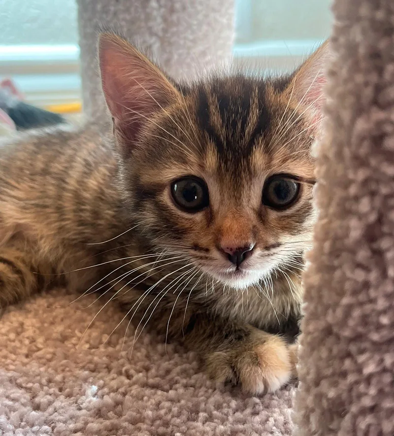A baby small-sized female Tabby cat named Penny for adoption in Walnut Creek, CA