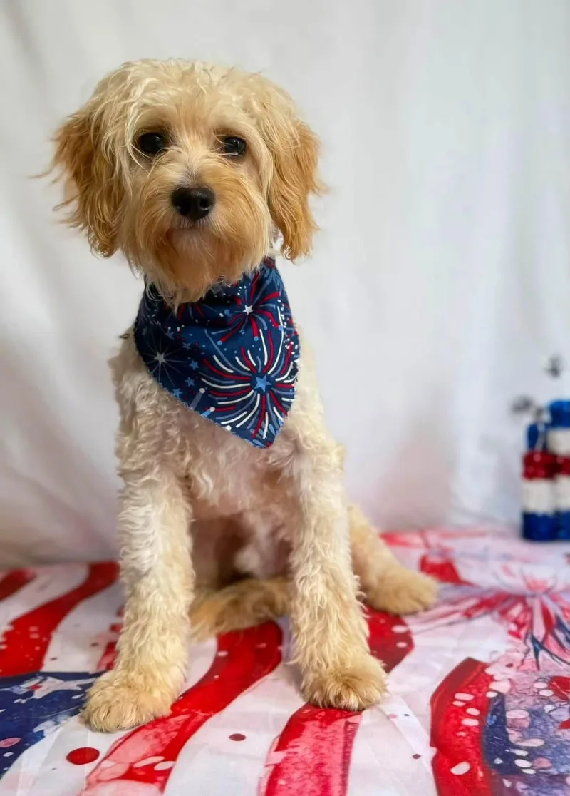 A baby small-sized male Cavachon dog named Fred for adoption in New Stanton, PA