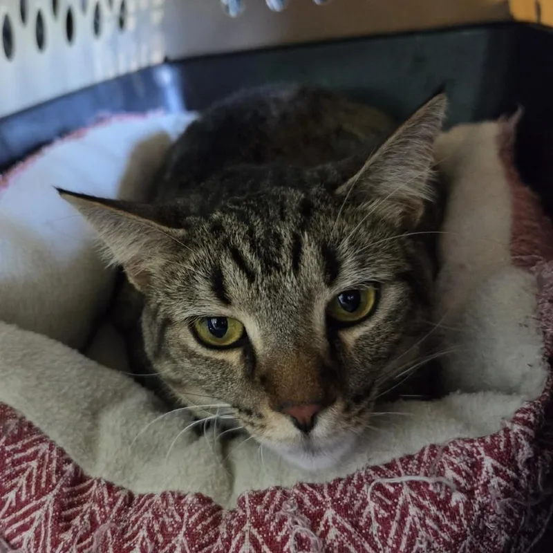 An adult large-sized female Brown / Chocolate Domestic Short Hair cat named Prada for adoption in Wadena, MN