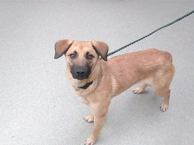 A young medium-sized female German Shepherd Dog dog named Sprinkle for adoption in Omaha, NE