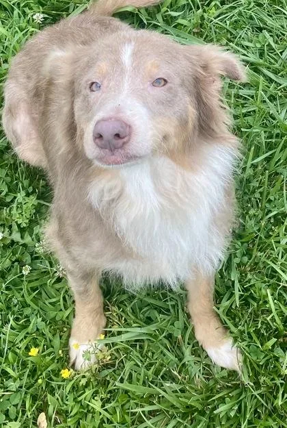 An adult medium-sized female Apricot / Beige Australian Terrier dog named Fiona for adoption in Glasgow, KY