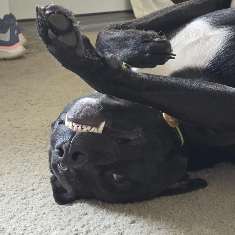 Ragnar Courtesy Listing thumbnail 5