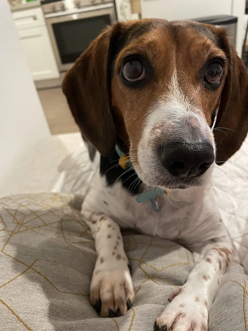 An adult small-sized female Tricolor (Brown, Black, & White) Beagle dog named Teagan for adoption in Kent, WA