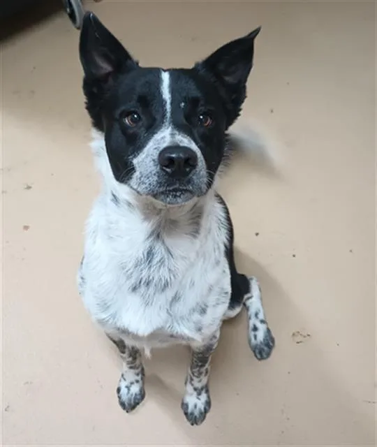 Oreo Biscuit