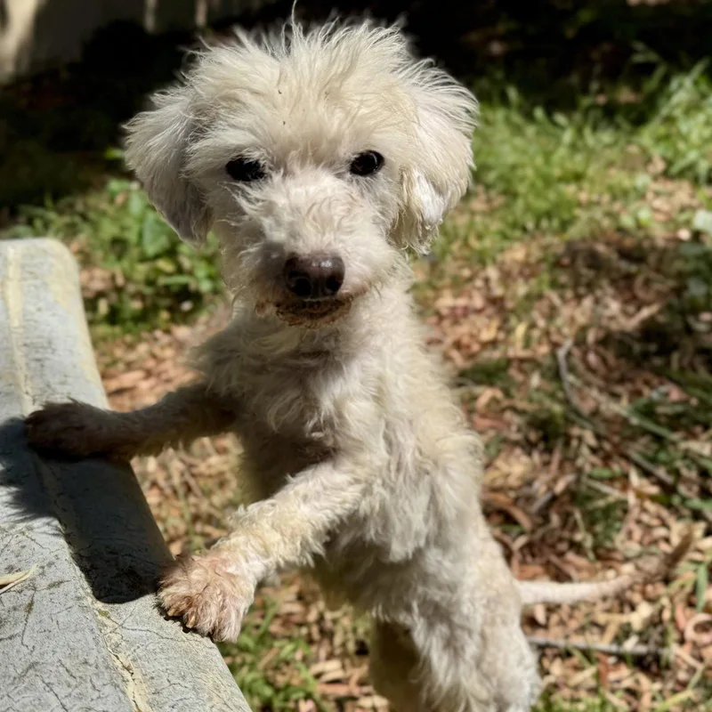 A young small-sized female Poodle dog named Galina for adoption in Oakland, CA
