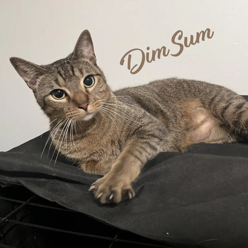 An adult medium-sized male Tabby cat named Dim Sum brotherofDumpling for adoption in Houston, TX