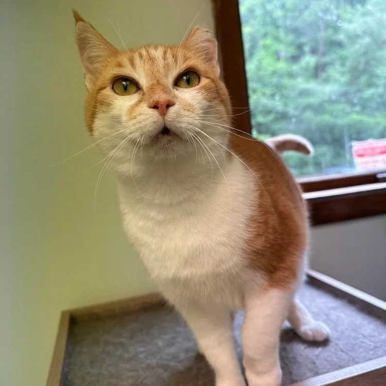 An adult small-sized female Orange / Red Domestic Short Hair cat named Candy for adoption in Greensburg, PA