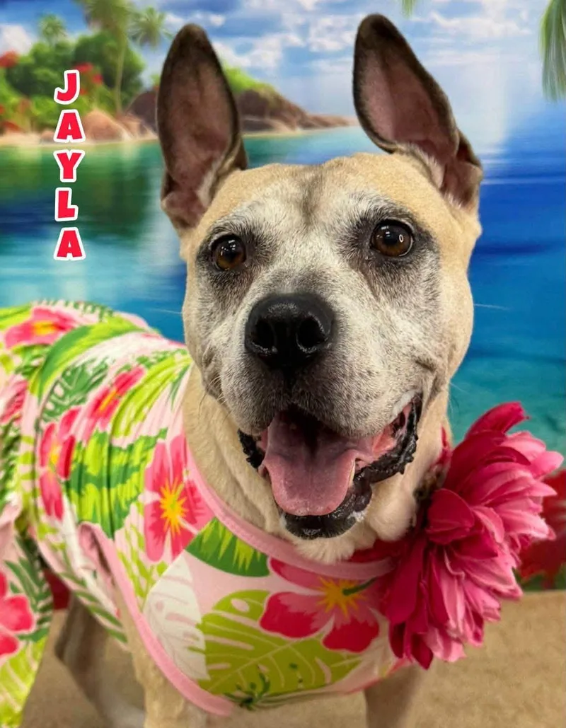 A senior medium-sized female Tricolor (Brown, Black, & White) Mixed Breed dog named Jayla for adoption in Flint, MI