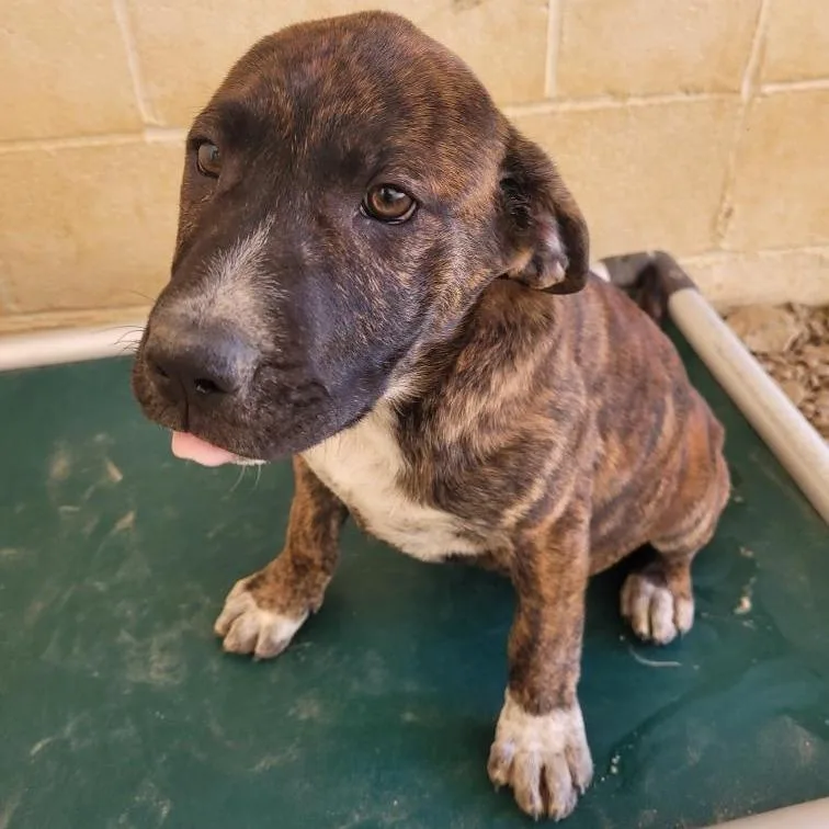 A baby small-sized male Brown / Chocolate Terrier dog named Woodsmen for adoption in LOXAHATCHEE, FL