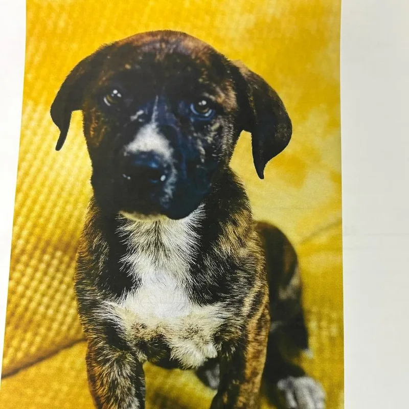 Woodsmen thumbnail 2