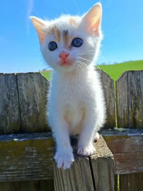 A baby small-sized female Domestic Short Hair cat named Cherish for adoption in Hagerstown, MD