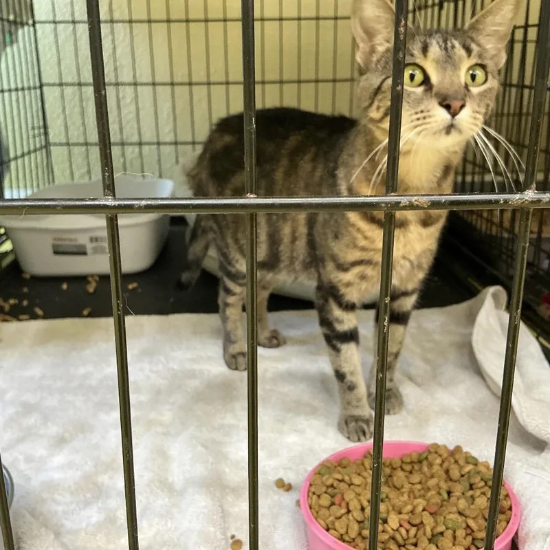 A young small-sized female Gray / Blue / Silver Domestic Short Hair cat named Sally for adoption in Midland, TX