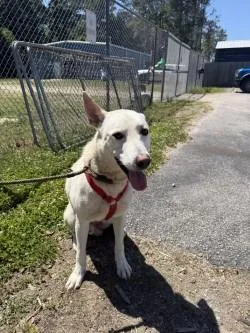 A young large-sized male White German Shepherd dog named Sawyer for adoption in Conway, SC