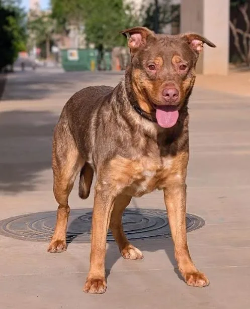 An adult large-sized male Merle (Red) Rottweiler dog named Bruce for adoption in Phoenix, AZ