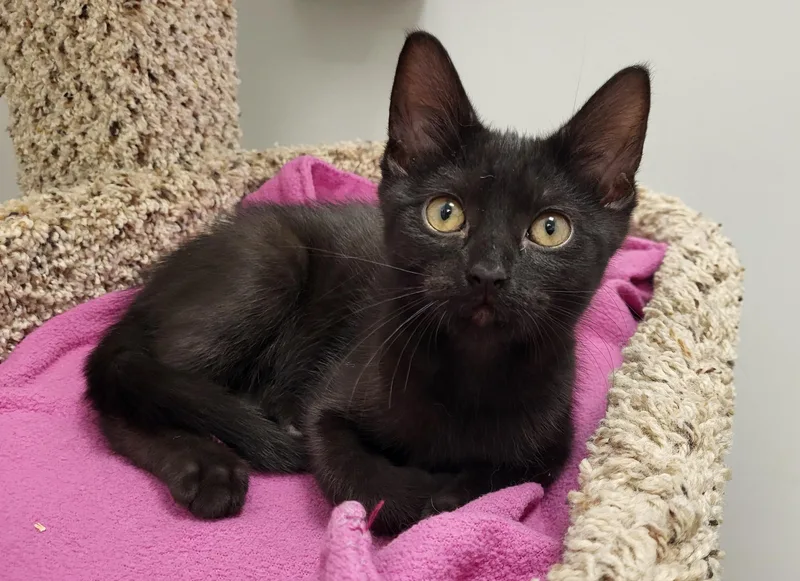 A baby medium-sized male Black Domestic Short Hair cat named Bubbly for adoption in Grayslake, IL