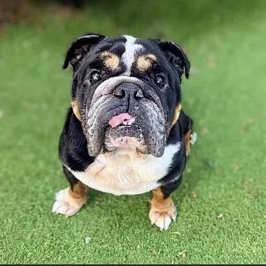 An adult large-sized male Black English Bulldog dog named Bogart for adoption in Turlock, CA