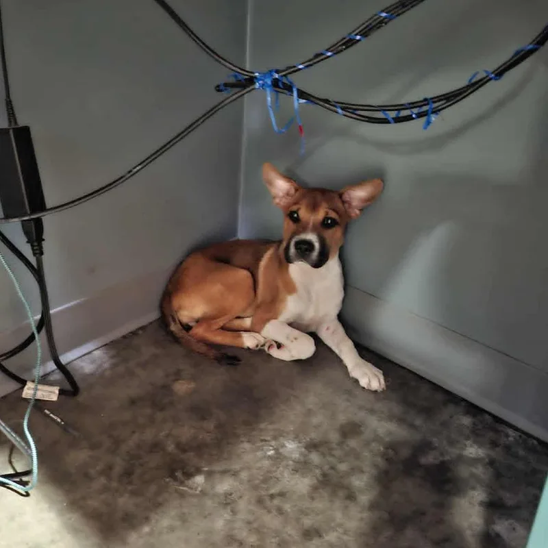 A baby small-sized female Brown / Chocolate Hound dog named Giggle for adoption in Hannibal, MO